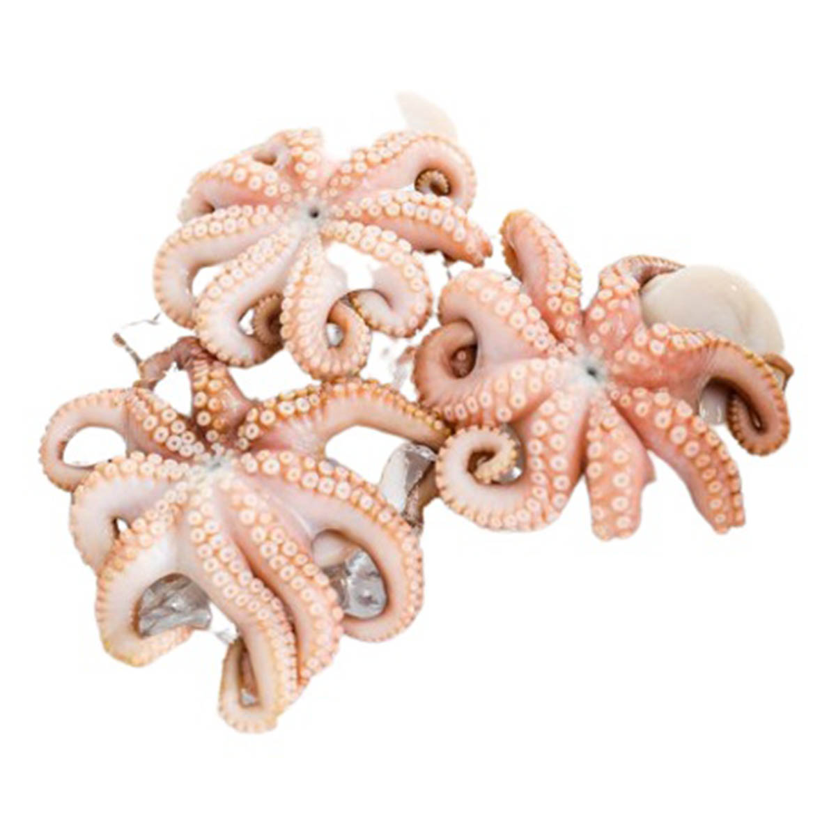 Octopus Fish (Sea) 1 Kg